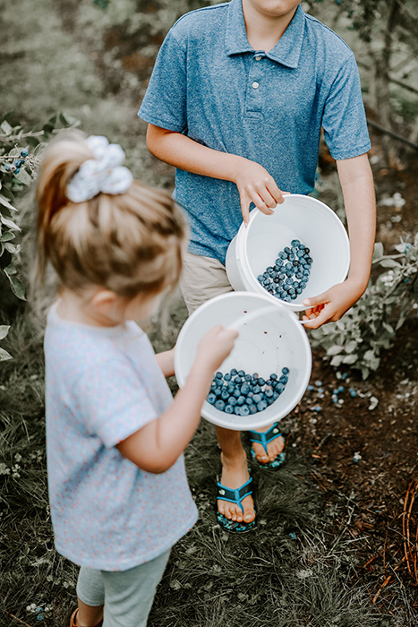 family picking blueberries