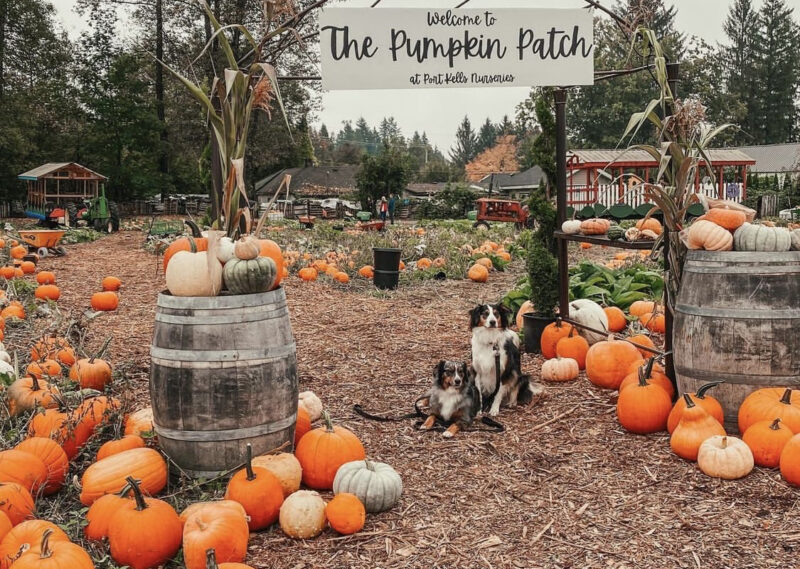 Pumpkin Patches in Metro Vancouver 2022 - Vancity Kids Directory