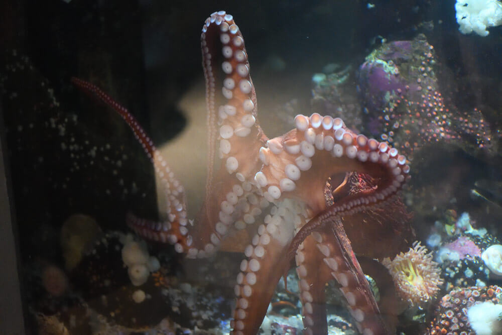 sea creatures at the vancouver aquarium
