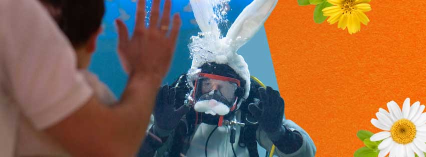 scuba diving bunny