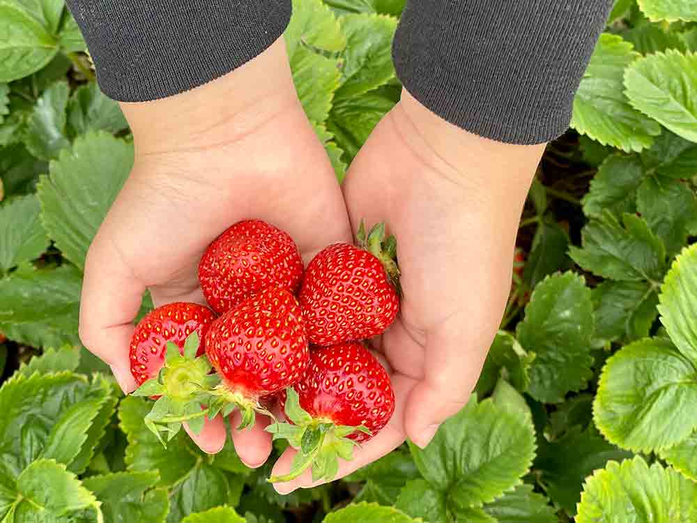 u-pick strawberry