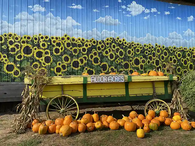 pumpkin patch metro vancouver