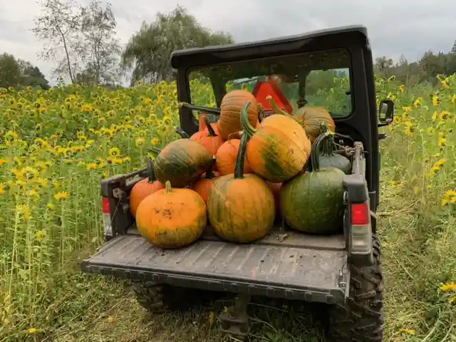 pumpkin patch metro vancouver