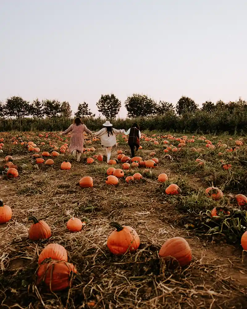 pumpkin patch metro vancouver