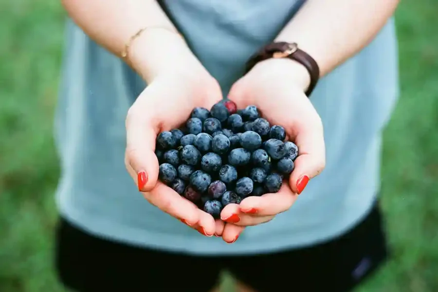 Blueberry Picking in Metro Vancouver 2024