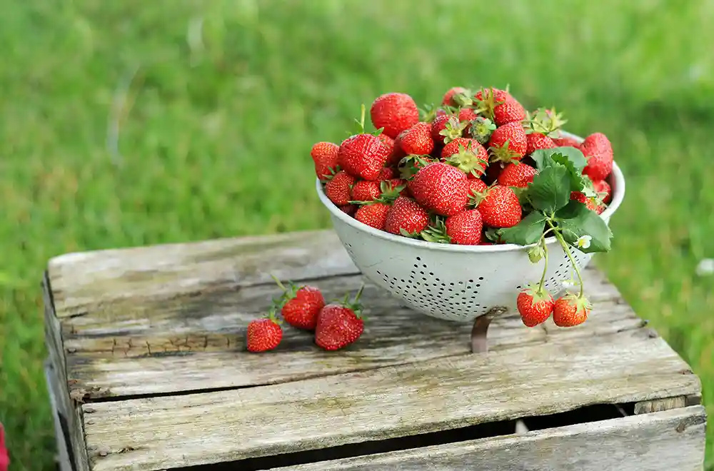 Strawberry Picking