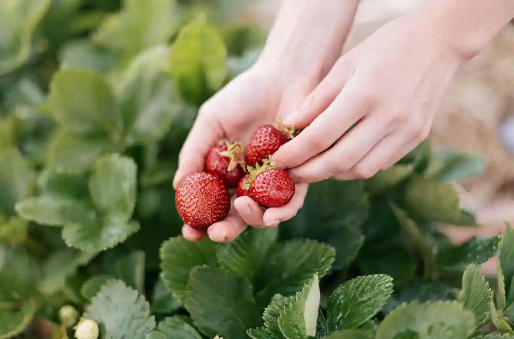 Strawberry Picking