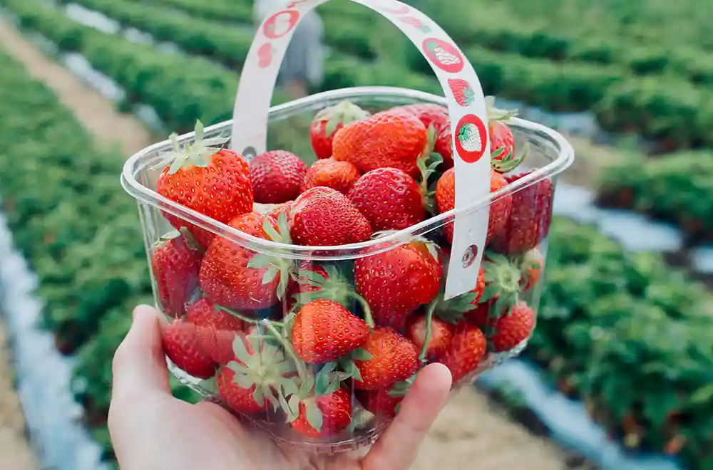 Strawberry Picking