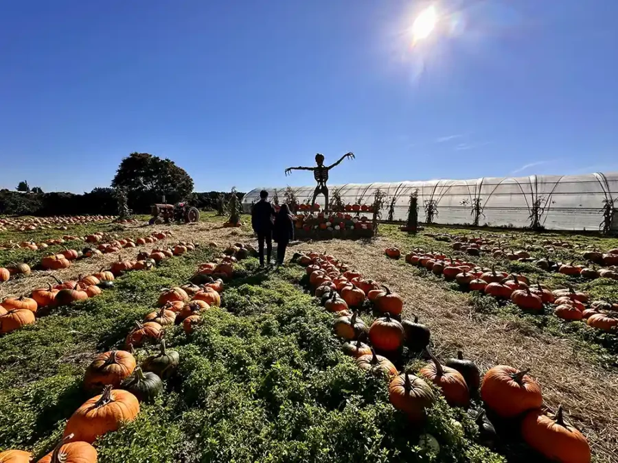 Best Pumpkin Patches in Metro Vancouver