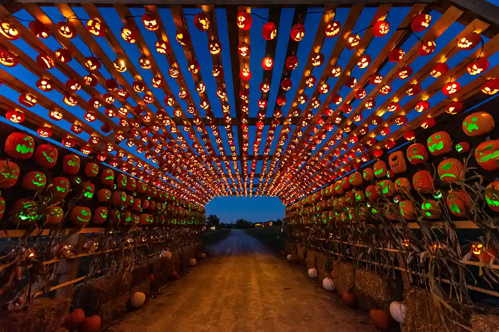 Pumpkins After Dark
