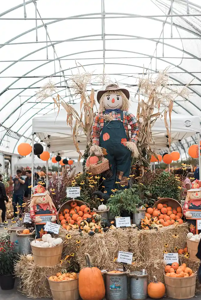 pumpkin patches
