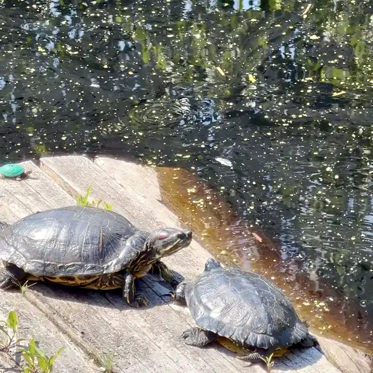 free things to do with kids in Metro Vancouver Richmond Nature Park