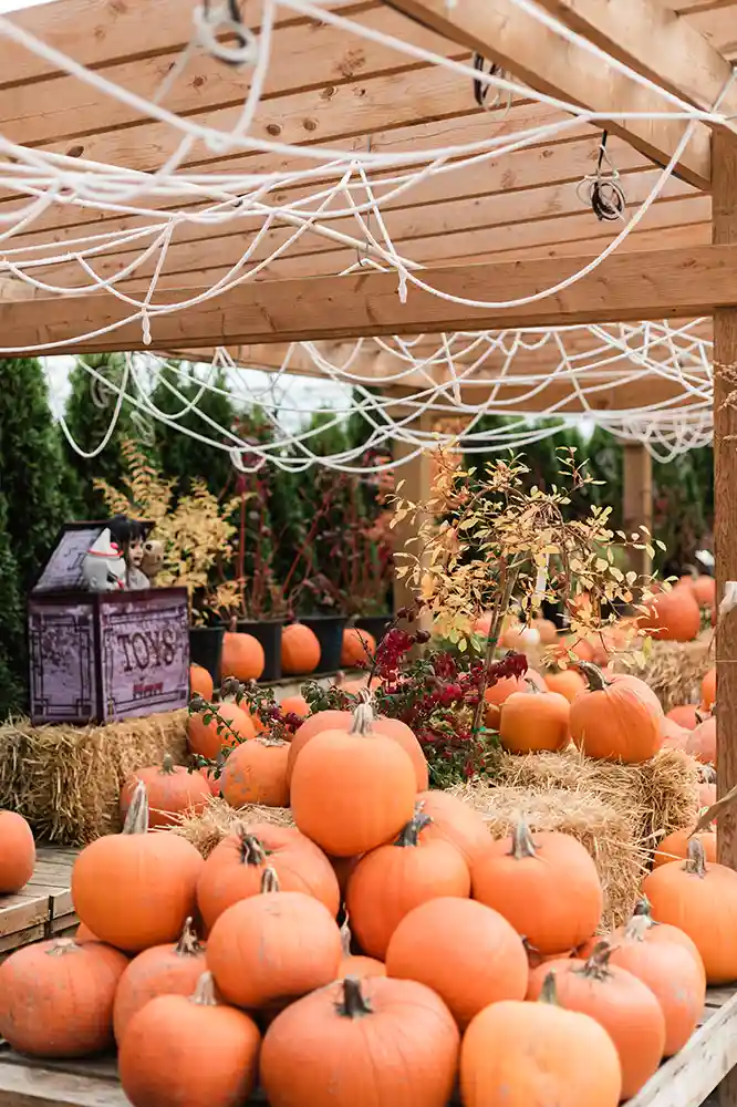 Vandula Farms Pumpkin Patches Around Metro Vancouver