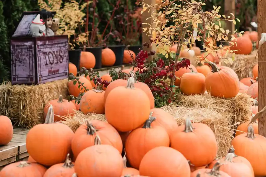 Pumpkin Patches Around Metro Vancouver